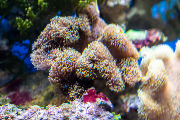 Heteractis magnifica au fond d'un joli récif corallien - Photo, image