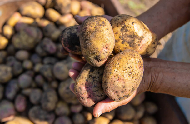 Récoltez les pommes de terre dans le potager d'une agricultrice. Concentration sélective. Nature. - Photo, image