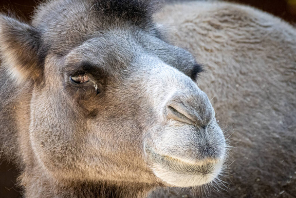 Primo piano ritratto di un cammello
 - Foto, immagini