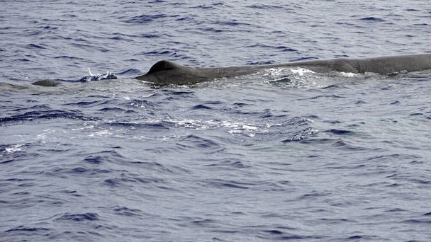 esperma baleia no oceano atlântico nos acores - Foto, Imagem