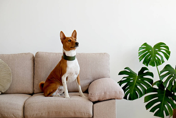 Cute two year old Basenji dog with big ears sitting on beige textile couch. Small adorable doggy with funny fur stains, wearing green leather collar at home. Close up, copy space, background. - Foto, Imagen