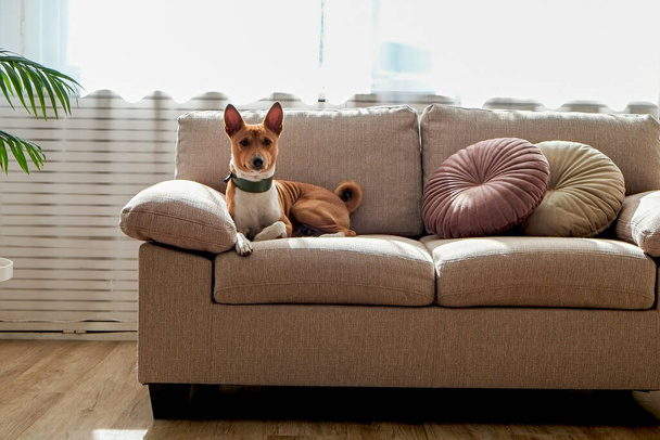 Cute two year old Basenji dog with big ears sitting on beige textile couch. Small adorable doggy with funny fur stains, wearing green leather collar at home. Close up, copy space, background. - 写真・画像
