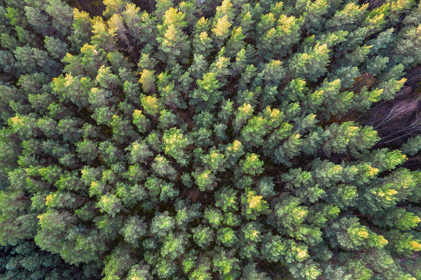 Directamente por encima de la imagen completa del bosque en otoño - Foto, imagen