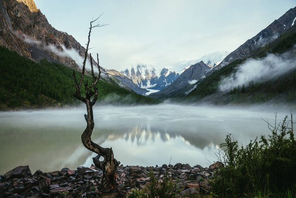 Scénická alpská krajina se suchým stromem na břehu zeleného zrcadla horské jezero a zasněžené hory ve slunečním světle. Krásná scenérie se zasněženými horami odraz na zrcadlovém jezeře a nízké mraky v údolí. - Fotografie, Obrázek
