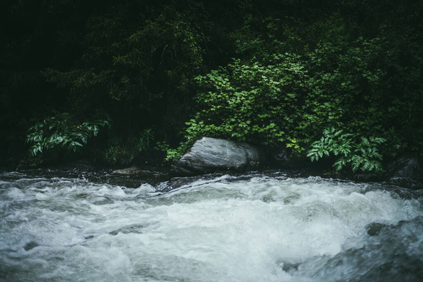 Green forest landscape with wild thickets near powerful mountain river. Blurred power turbulent rapids in mountain creek in dark forest. Atmospheric nature scenery with mountain river and wild flora. - Photo, Image