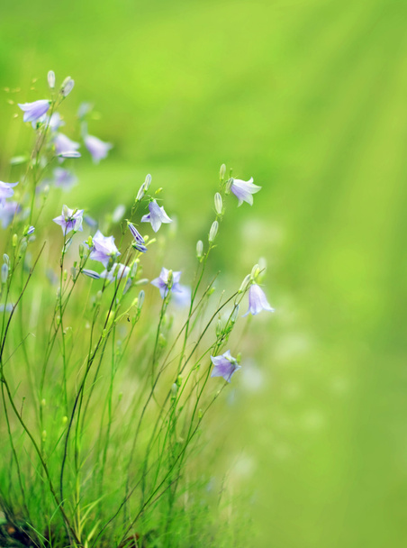 a bluebells erdő virágos határ - Fotó, kép