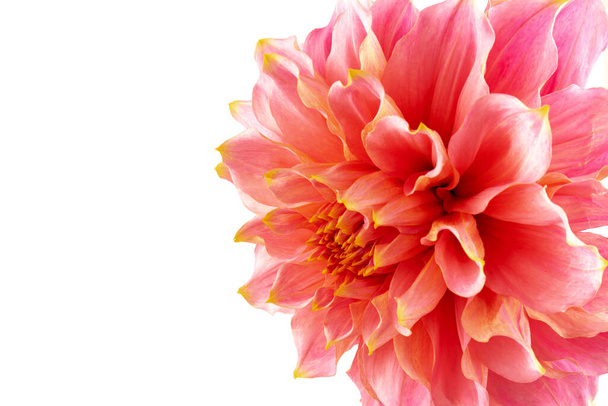 Vaaleanpunainen, keltainen ja valkoinen tuore daalian kukka makro kuva. Kuva väri korostaa valon eri värejä ja keltainen valkoinen kohokohtia.  - Valokuva, kuva