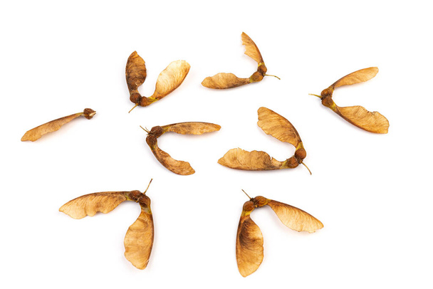 Close up of dried maple seeds isolated on white background. Natural materials. Design element - Фото, изображение
