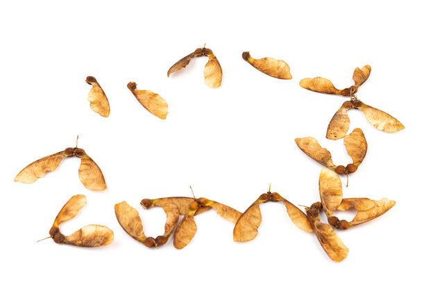 Detailní záběr sušených javorových semen izolovaných na bílém pozadí. Přírodní materiály. Prvek návrhu - Fotografie, Obrázek