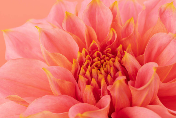 Růžová, žlutá a bílá čerstvá Dahlia květinová makro fotografie. Obrázek v barvě zdůrazňující různé barvy a žlutě bílé zvýraznění.  - Fotografie, Obrázek