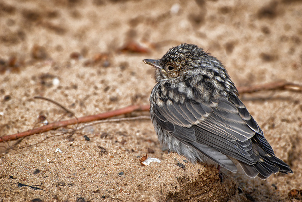 Sparrow - Foto, Imagen