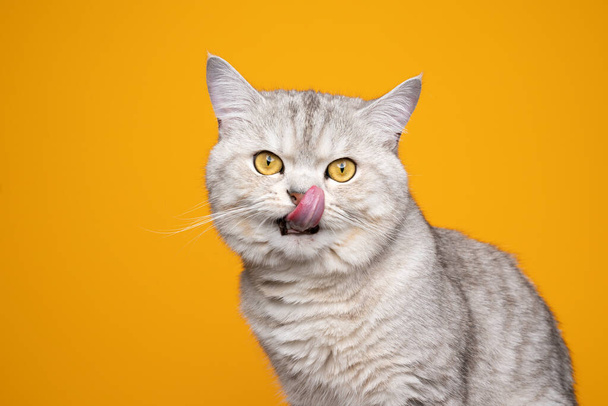 bonito britânico shorthair gato fome lambendo lábios no fundo amarelo - Foto, Imagem