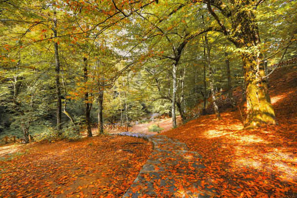 Törökország található Bursa Mustafakemalpasa Suuctu vízesés és őszi bükkerdő. Minden szín ebben az erdőben van. Sárga, zöld, piros, narancs. - Fotó, kép