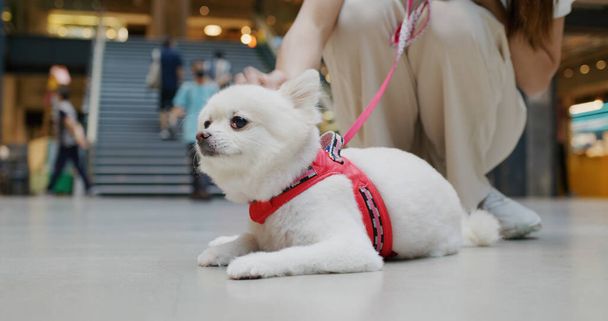 Állatbarát bevásárlóközpont fehér pomerániai kutyával - Fotó, kép