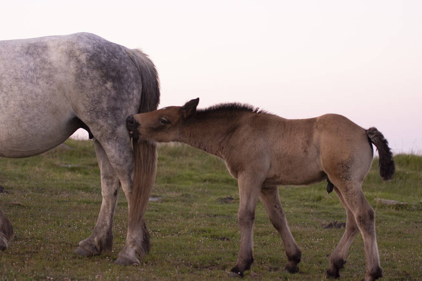 mother and child horses on a peaceful mountain landscap - Foto, Imagem