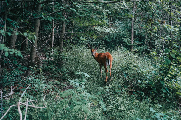 A closeup of a deer in the forest - Photo, Image