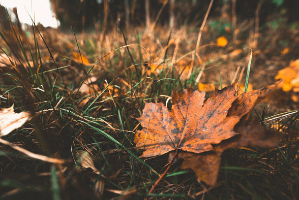 A selective focus shot of a dirty orange fallen leaves of autumn on grass with a blurry background - Фото, изображение