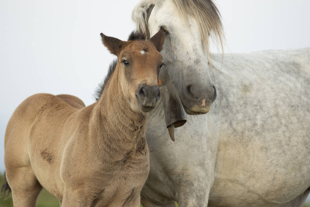 anya és gyermek lovak egy békés hegyi tájon - Fotó, kép