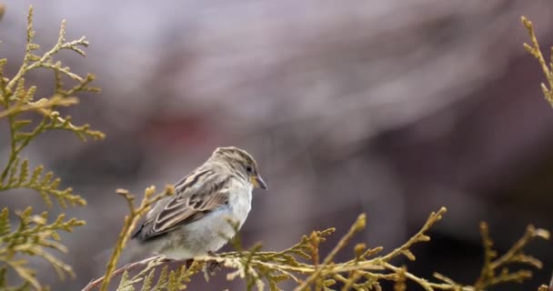 θηλυκό του μικρού όμορφου σπουργιτιού πουλιών - Πλάνα, βίντεο