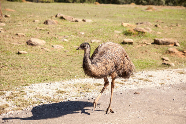 O pássaro emu Dromaius novaehollandiae é a segunda maior ave do mundo e é encontrado na Austrália. - Foto, Imagem
