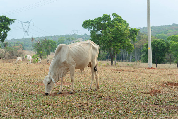 Mucca che mangia erba in un pascolo agricolo nella campagna del Brasile. Nelore è una razza ampiamente coltivata nel paese per ottenere nobili tagli per il consumo interno e per l'esportazione. - Foto, immagini