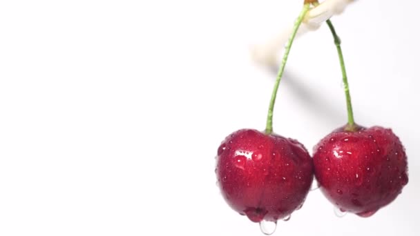 Macro shot de cerezas rojas oscuras jugosas maduras girando sobre fondo blanco - Imágenes, Vídeo