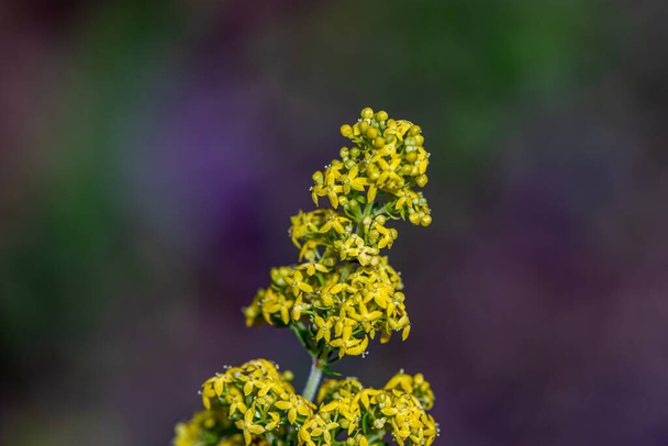 Galium verum flor que crece en las montañas - Foto, imagen
