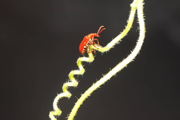 Un scarabée cucurbitacé cherche de la nourriture sur un buisson. Cet insecte porte le nom scientifique d'Aulacophora indica.  - Photo, image