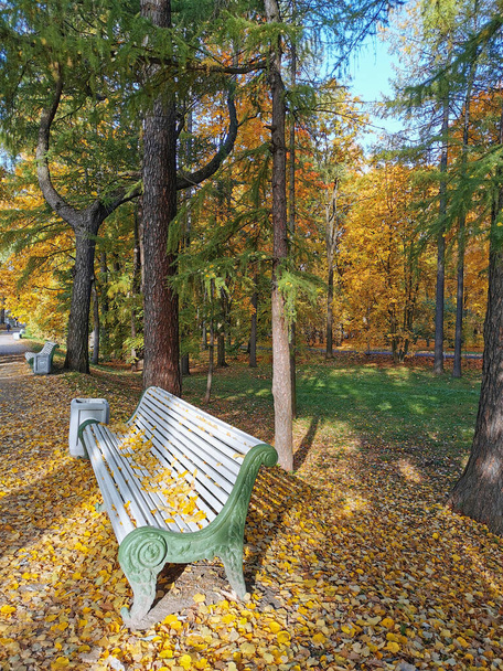 Ένα παγκάκι σε ένα φθινοπωρινό πάρκο, σκορπισμένο με πεσμένα φύλλα, χωρίς ανθρώπους, κάτω από τα δέντρα στο νησί Ελαγκίν της Αγίας Πετρούπολης στο φόντο ενός γαλάζιου ουρανού με σύννεφα. - Φωτογραφία, εικόνα