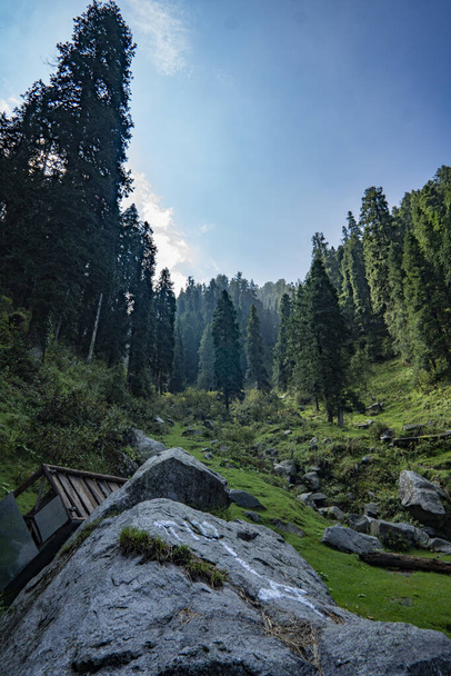 A beautiful view of pine forest in the rocky mountain field - Fotoğraf, Görsel