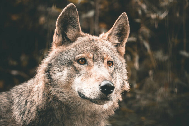 Un disparo de cerca en la cara de un lobo en el parque de osos del bosque negro - Foto, imagen