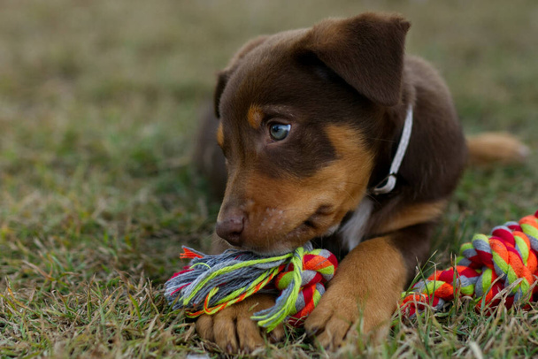 Kelpie Dog Cute Puppy Australian Working Dogs - Foto, Bild