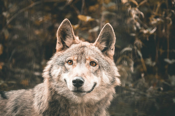 A close up shot of the face of a Wolf standing in Bear Park in the Black Forest - Fotoğraf, Görsel