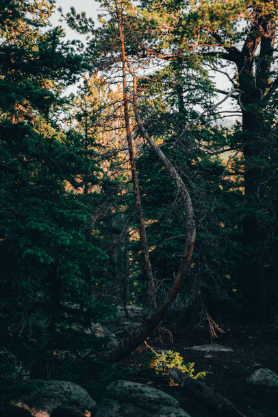 A vertical shot of fir trees in a forest - Photo, image