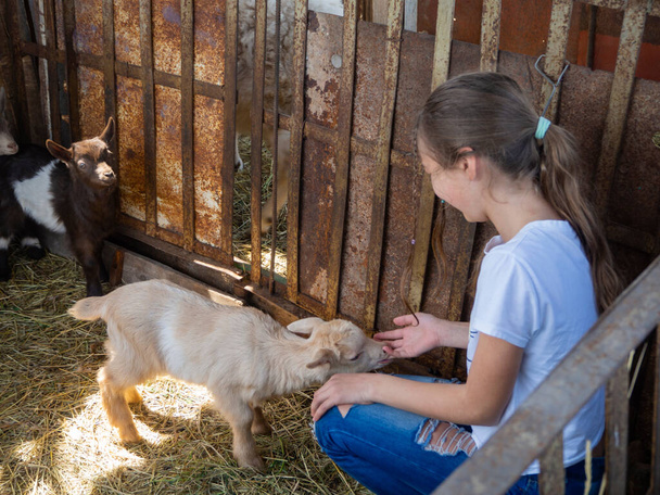 Een pasgeboren geitje zuigt aan de vinger van een meisje. Lifestyle. Landelijk. Een roestige metalen geitenstal. Een kind speelt met een boerderijdier op een zonnige zomerdag. Tiener meisje voedt baby geiten. - Foto, afbeelding
