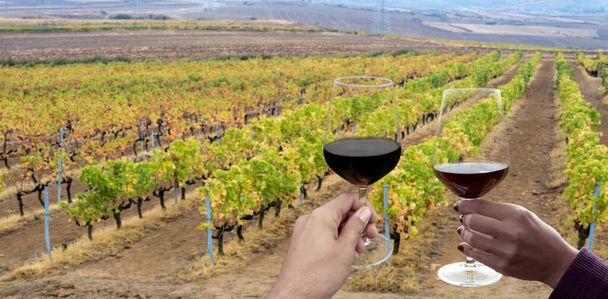 hand holding wine glass in vineyard - Photo, Image