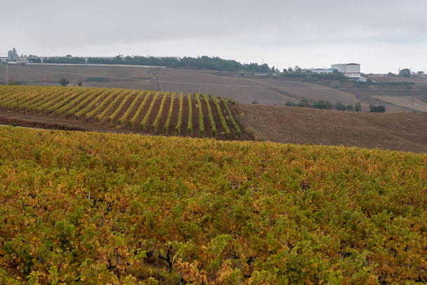 wijngaard en druivenbladeren, vooraanzicht  - Foto, afbeelding