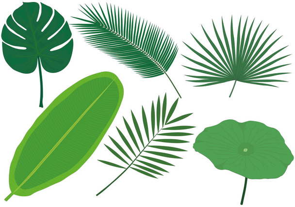 Гигантская векторная иллюстрация коллекции тропических листьев - Вектор,изображение