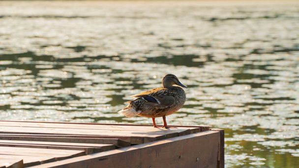 Wild duck resting on the pier. - Foto, Imagem