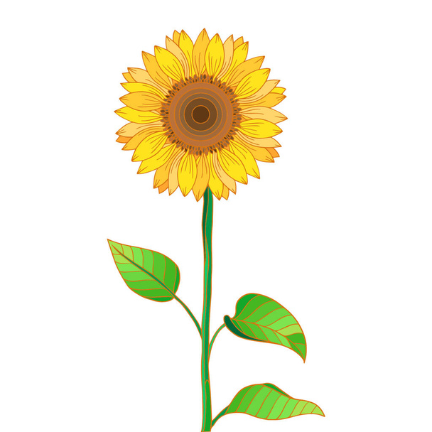 Sunflower with green leaves. Vector illustration of yellow summer flower for design. Isolated on white. - Вектор,изображение