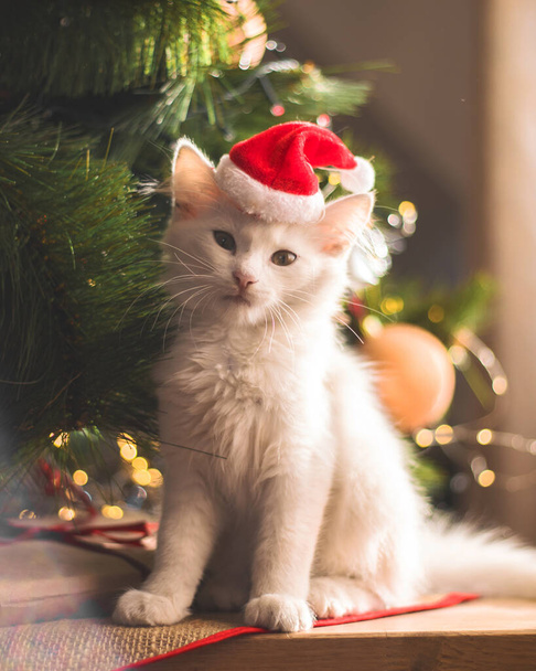 幸せな白い猫はクリスマスのおもちゃと遊ぶ。新年の季節、休日やお祝い。モミの木の近くのいたずらなかわいい子猫 - 写真・画像