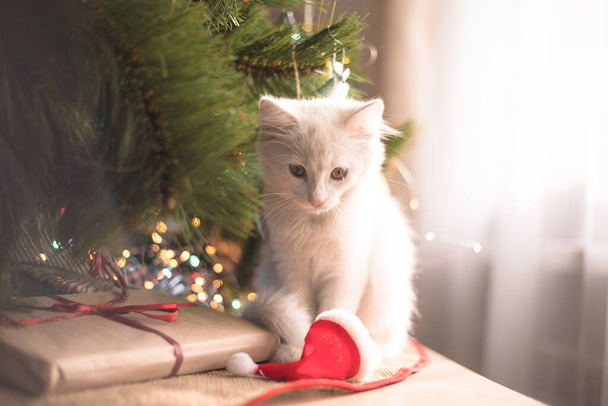 Happy white  cat plays with a Christmas toy. New year season, holidays and celebration. Naughty cute kitten near fir tree - Foto, afbeelding