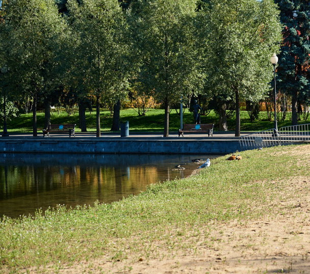 Grüner Park mit Bäumen und ein See mit Enten - Foto, Bild