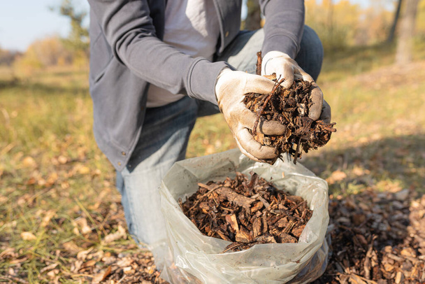 mies puutarhuri kerää kierrätetty silputtu orgaaninen puujäte pussiin. Multaa kompostin, maaperän rikastamiseen. Orgaaninen jäte - Valokuva, kuva