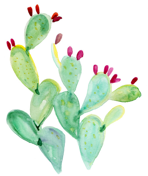 Cactus maduros par espinoso
 - Foto, Imagen