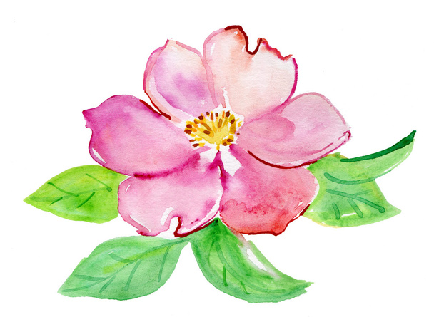 Aquarelle Rose - Photo, image