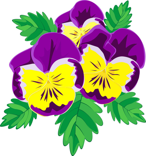 vector drawing of a bouquet of tricolor violets  - Vecteur, image
