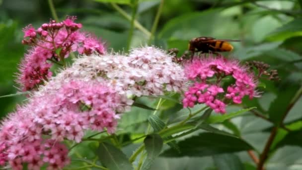 An insect from the order Diptera on a tricolor inflorescence of Spiraea japonica Genpei. - Footage, Video