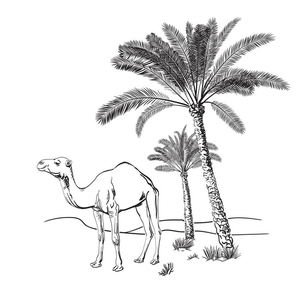 Wielbłądy i palmy na pustyni _ Ręcznie rysowane wektor ilustracja _ Szkic - Wektor, obraz