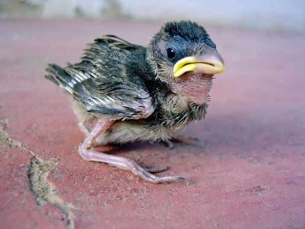 Young Sparrow - Fotografie, Obrázek